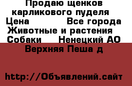 Продаю щенков карликового пуделя › Цена ­ 2 000 - Все города Животные и растения » Собаки   . Ненецкий АО,Верхняя Пеша д.